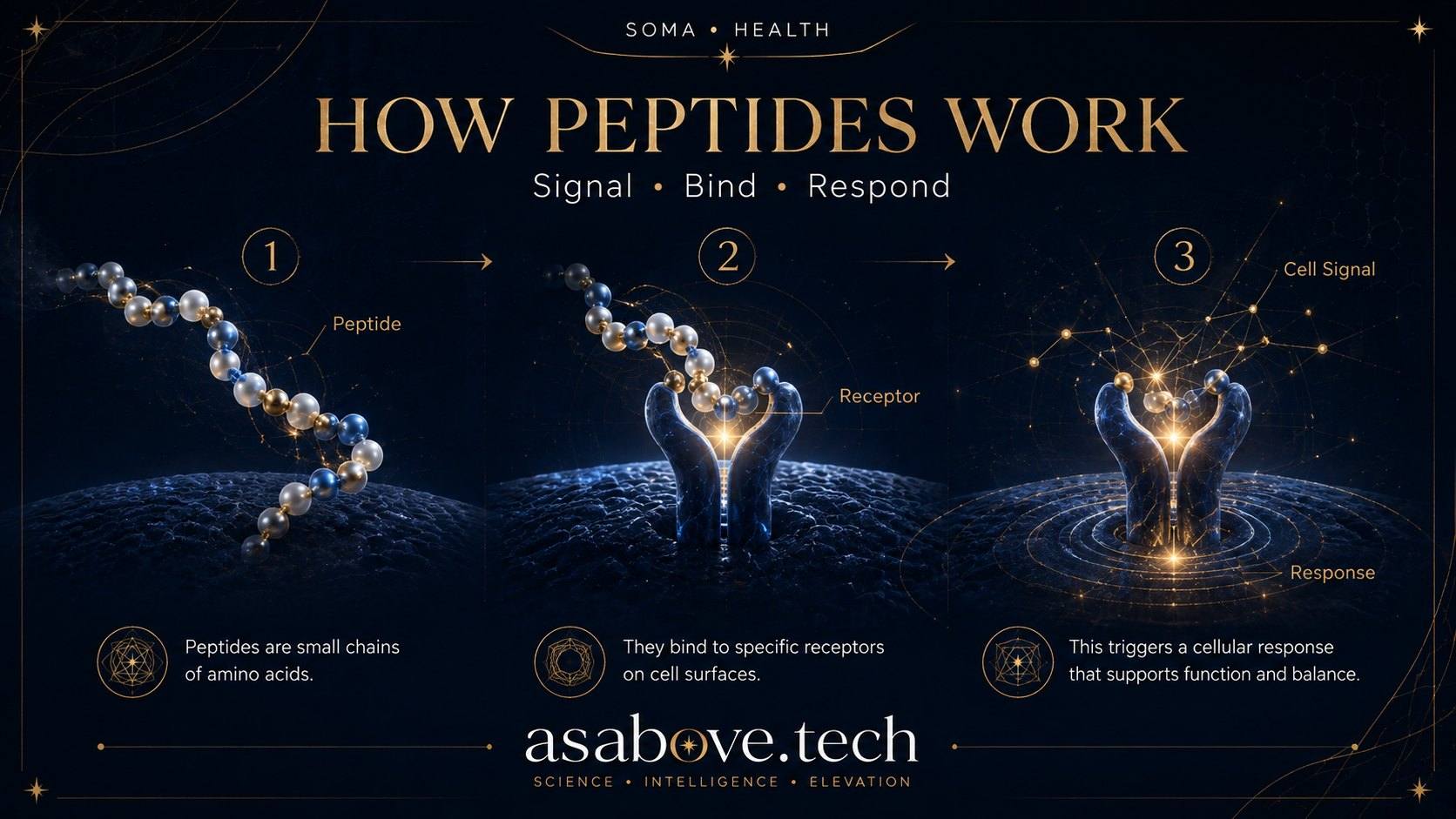 How peptides work: a peptide binds a receptor, which triggers a cell signal and a downstream response